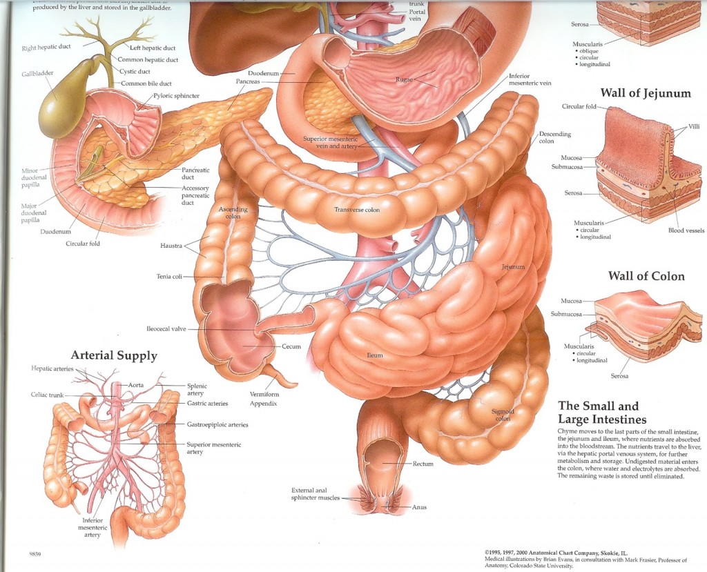 The Digestive system 2